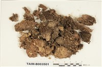 藏品(曲尾苔科)的圖片